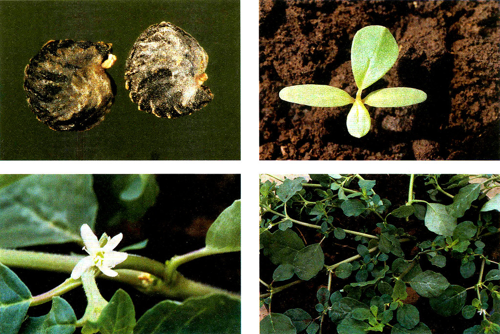 Upland Rice Weeds of South and Southeast Asia_p6a Trianthe??? Flickr