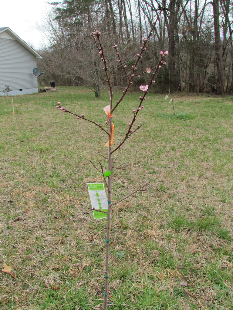 20130324 031 Rose Princess Nectarine tree keyspoet Flickr