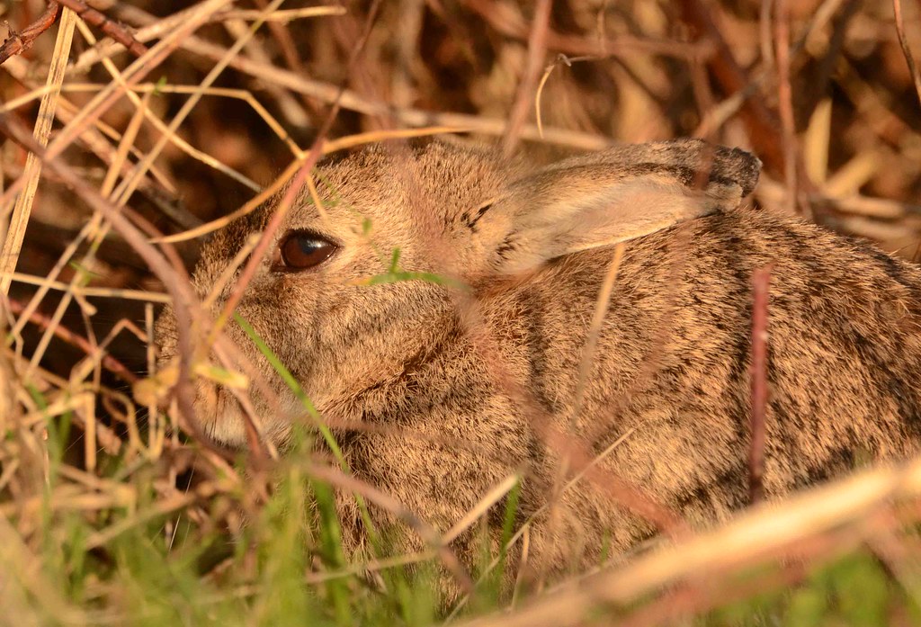 Hiding in the sunlight Rabbit Pulborough Brooks mediocreimage Flickr