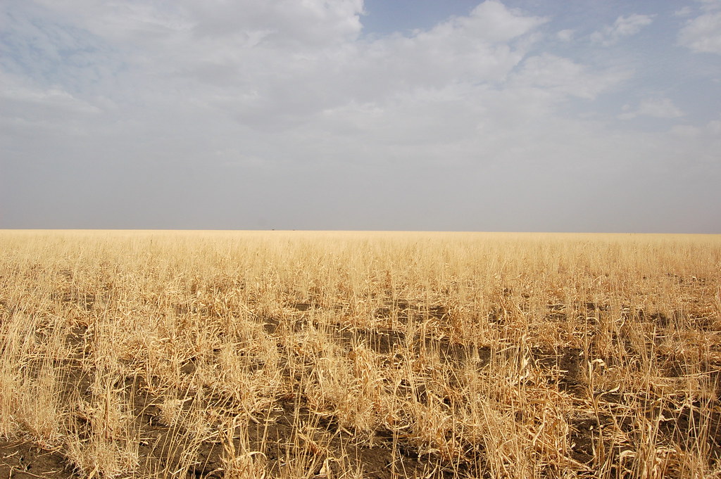 Agriculture Sudan A typical mechanized agriculture lands… Flickr