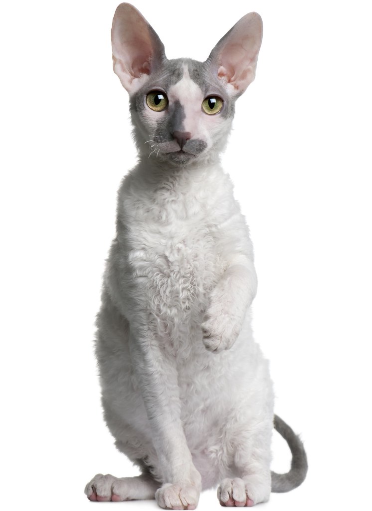 Cornish rex kitten (4 months old) Cornish rex kitten (4 mo… Flickr
