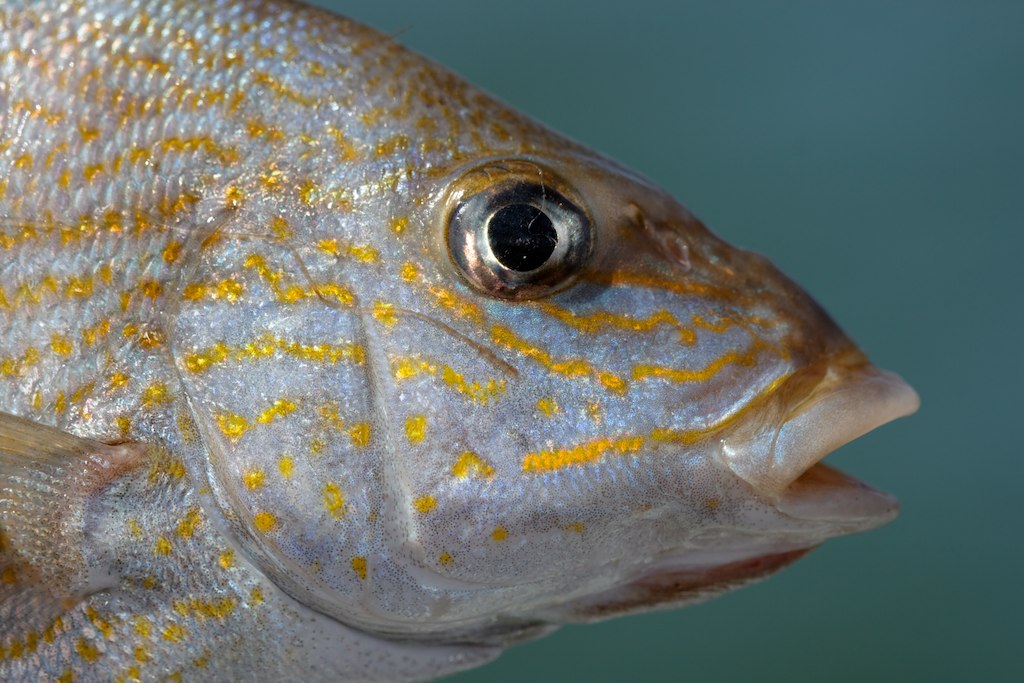 TAMUK Biology 1307 (20080418) Flickr