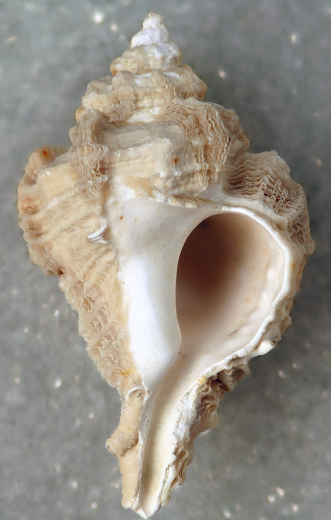 Pterorhytis conradi (fossil snail) (Croatan Formation, Lower