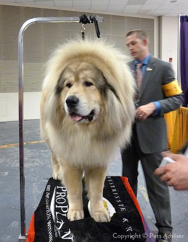 2013 Westminster Kennel Club Dog Show Tibetan Mastiff GCH… Flickr
