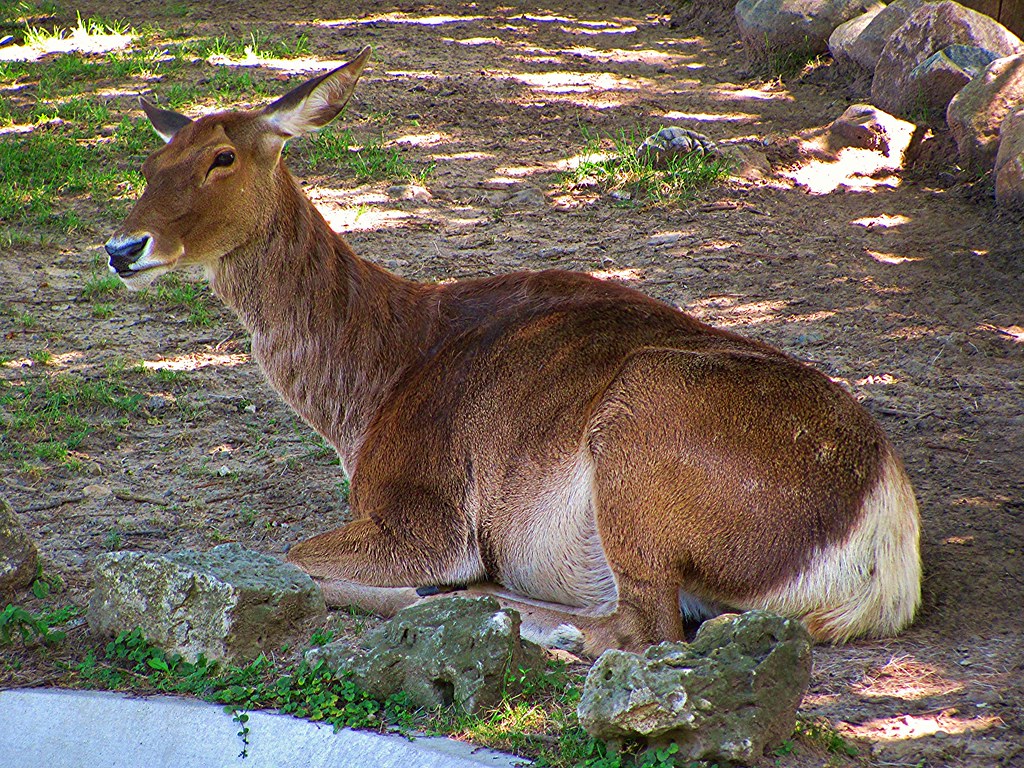 WhiteLipped Deer FACT The whitelipped deer is native to… Flickr
