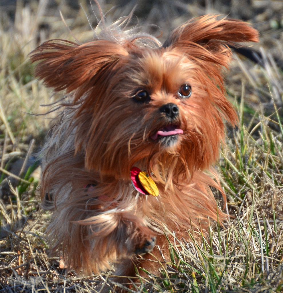 Bounding Teaspoon running through a field Jeremy Upshaw Flickr