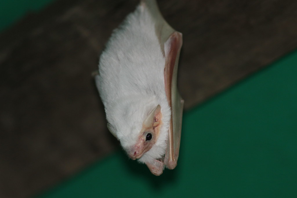 Northern ghost bat Iwokrama River Lodge