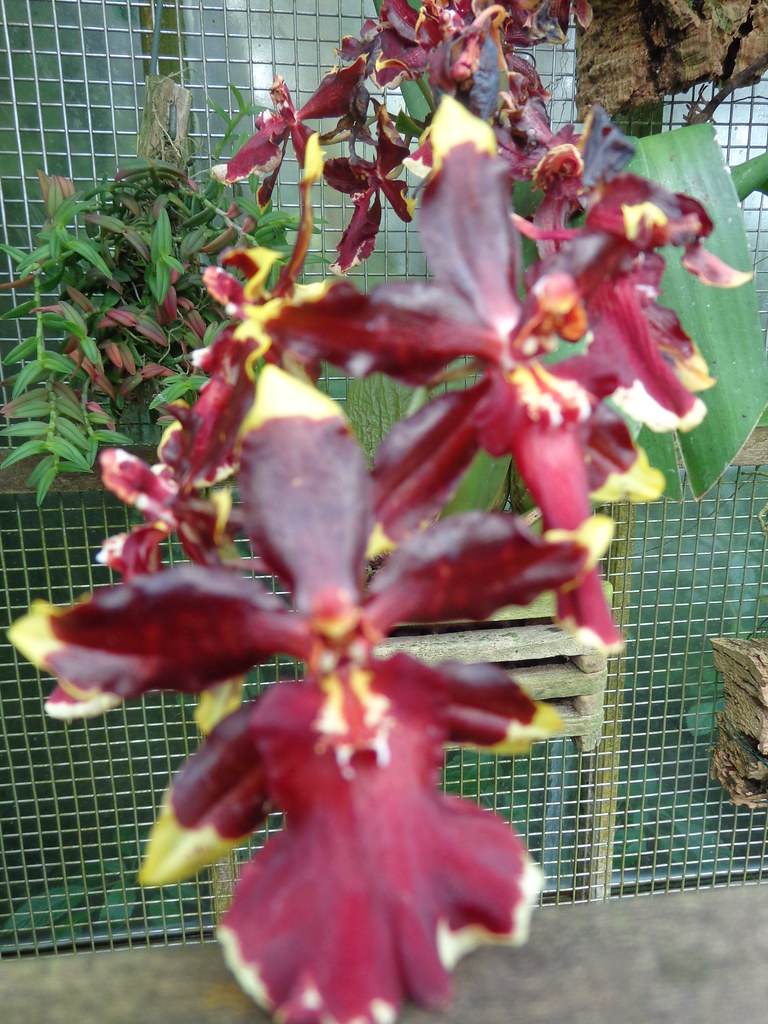 Conservatory of Flowers San Francisco 5 March 2013 DSC047… Flickr