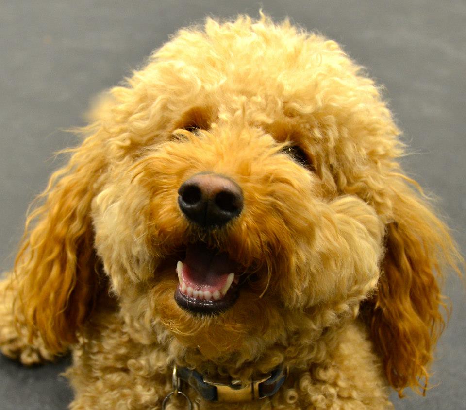 NYC Dog Trick Training Class Miniature Goldendoodle Flickr