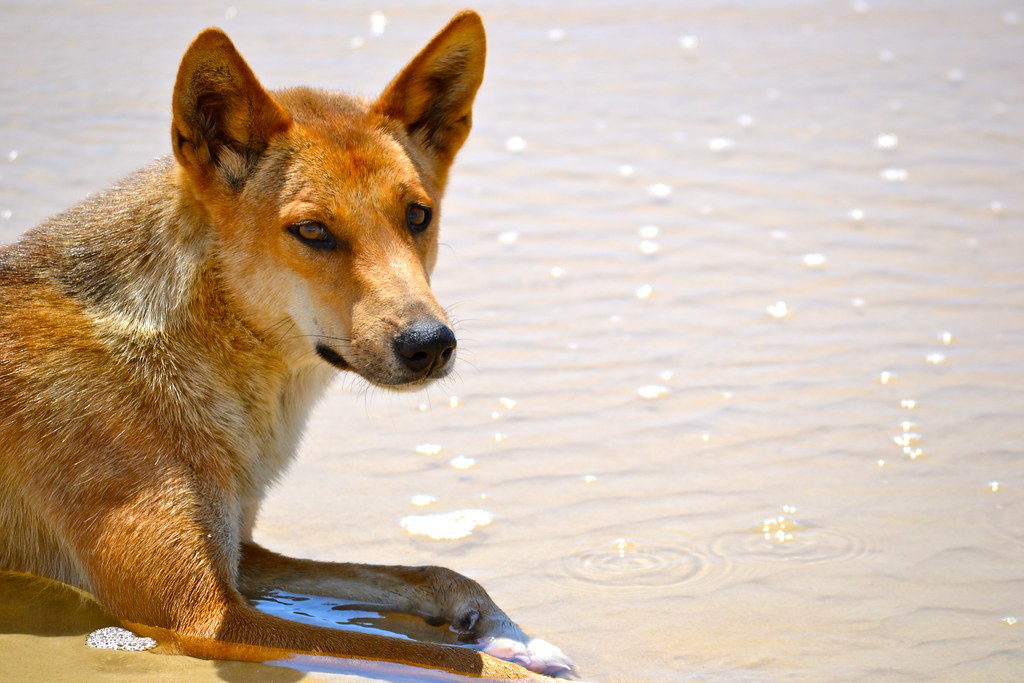 Dingo Fraser Island, Queensland, Australia Steve Coates Flickr