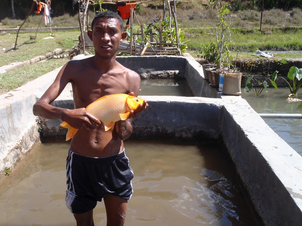 Farmer shows common carp caught from his farm pond in Aile… Flickr