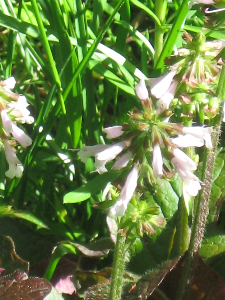 Lyreleaf Sage/Cancerweed (Salvia lyrata) Lamiceae Flickr