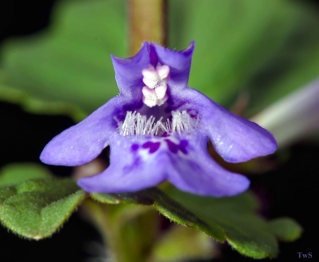 Mint bloom 3 Tom Straight Flickr