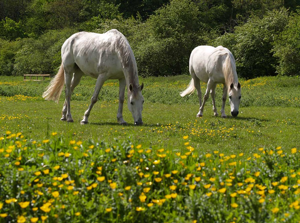 Two Horses eating Buttercups Well, eating in a field with … Flickr