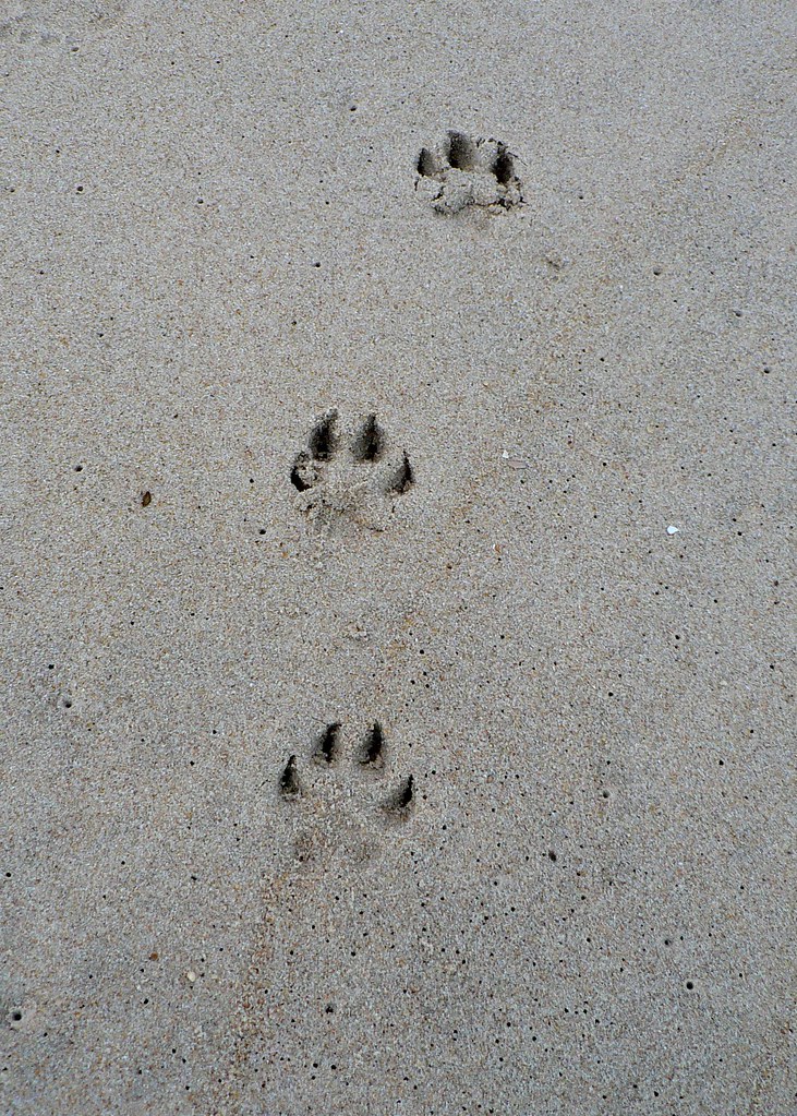 Dog Tracks Mike Mahaffie Flickr