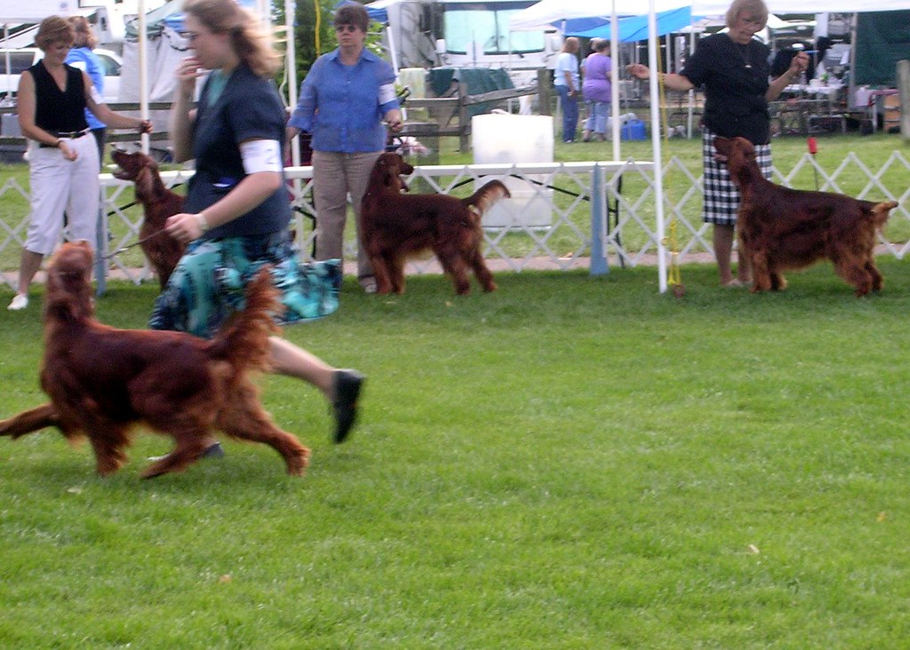 Irish Setters 2 Dog show at St Croix County Fairgrounds Peter