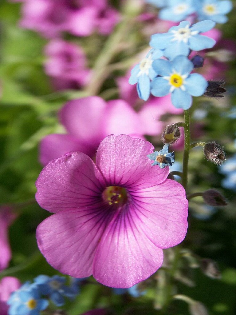 Pink Oxalis and Wood Scientific names Oxal… Flickr