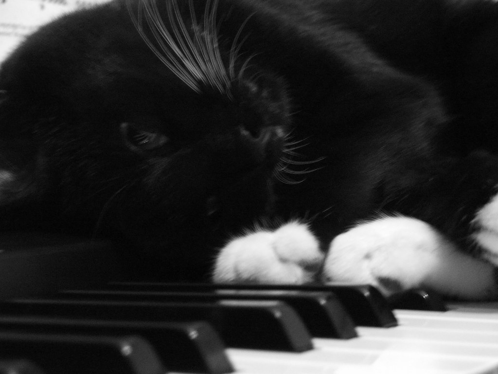 Piano Cat II Soooo comfy......go away with your Mozart, I'… Flickr