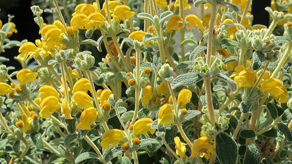 180323 055a Waterwise Botanicals Nursery, Bonsall CA Suc… Flickr