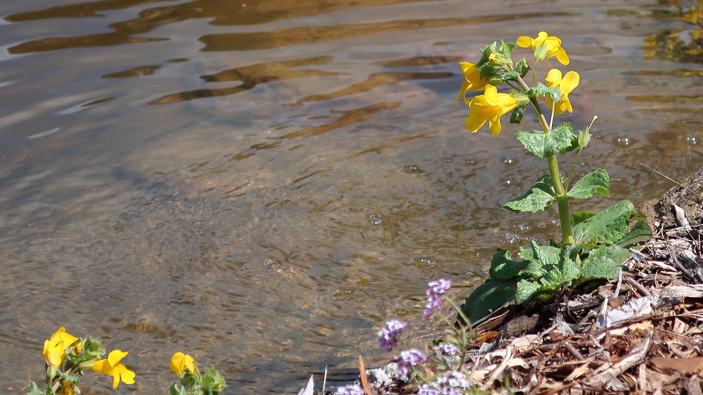 180323 058 Waterwise Botanicals Nursery, Bonsall CA Mimu… Flickr