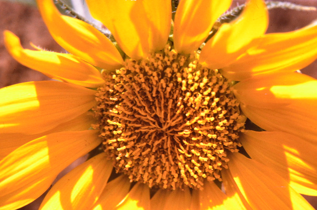 Garden Sunflower not actually a single flower, but actuall… Flickr