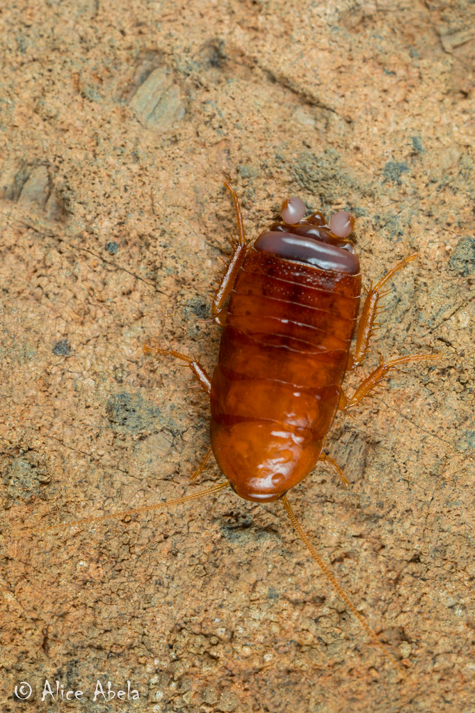 Wood Roach (Parcoblatta americana) Figueroa Mountain, Sant… Flickr