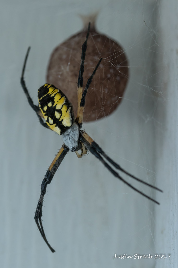 Black & Yellow Garden Spider with Egg Sack 2 justin Str Flickr