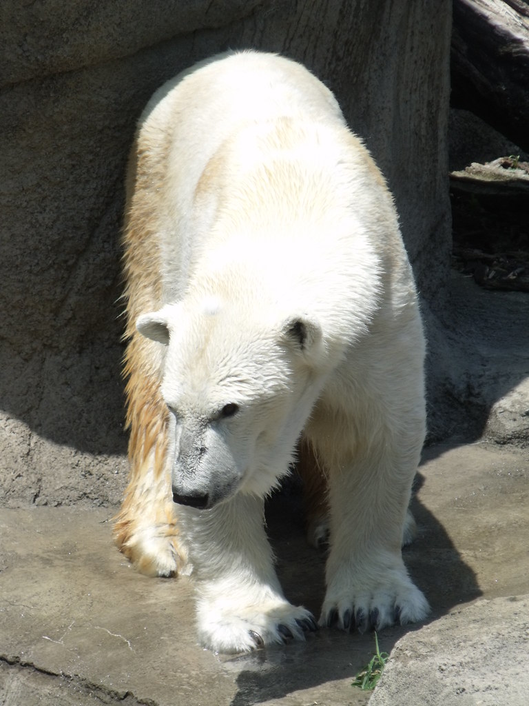 DSCF6164 Cleveland Zoo Ohio Polar bear gardenia680 Flickr