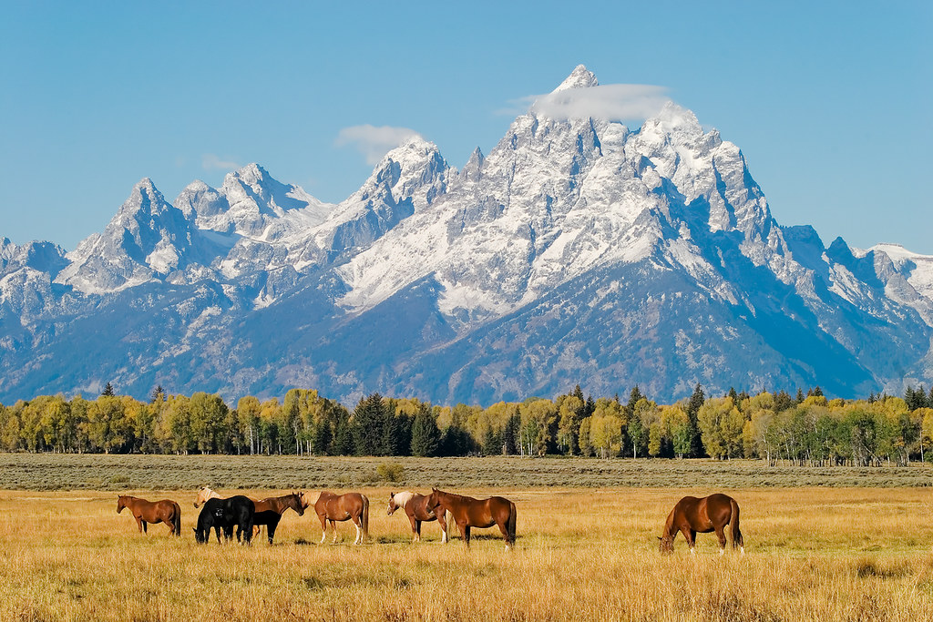 Grand Teton Horses Grand Teton Horses, Grant Teton Nationa… Flickr