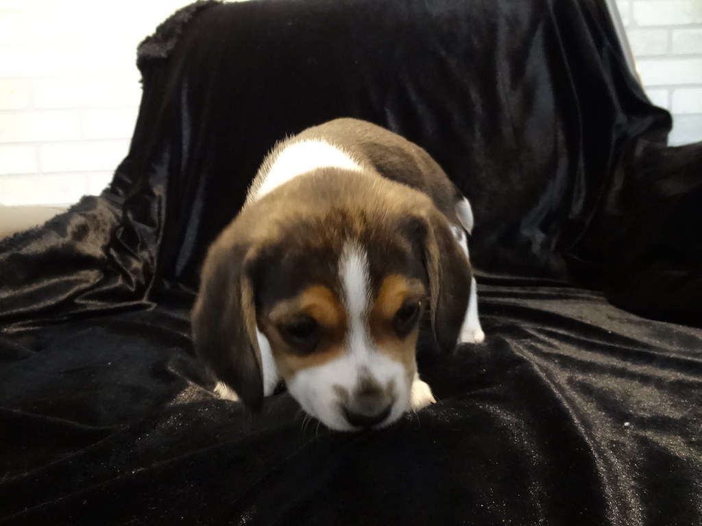 Buy Pocket Beagle Puppies 5 Week Old Sugar Pea Puppies Minature Beagles