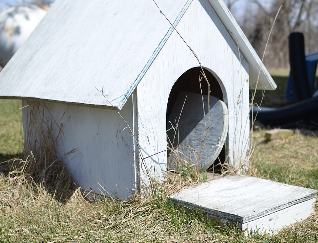 Dog House Yay, depth of field! Scott Horn Flickr