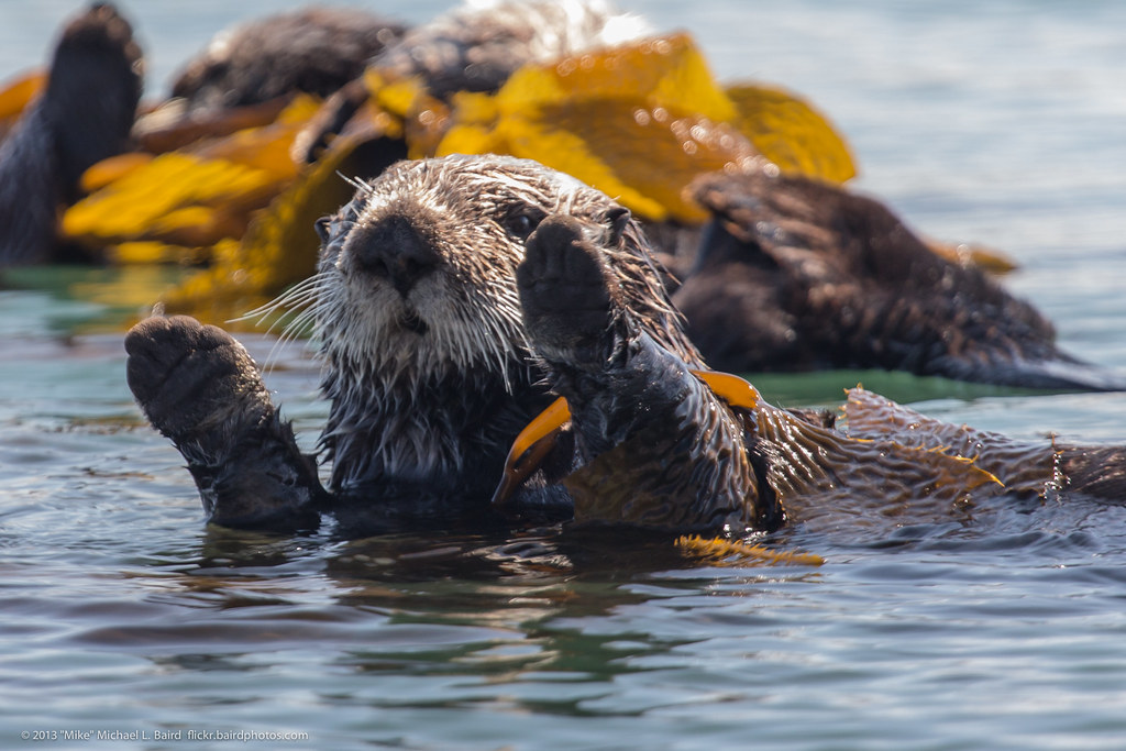 All sizes Sea Otters (Enhydra lutris), from a raft of about 15
