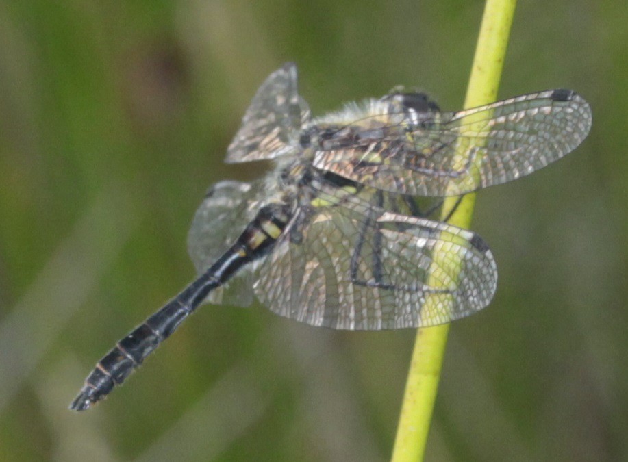 Sympetrum On a threatened site in N Scotland. Badenoch and