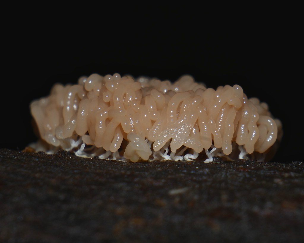 Changes of Spaghetti like to luffa like fungus stages P107… Flickr