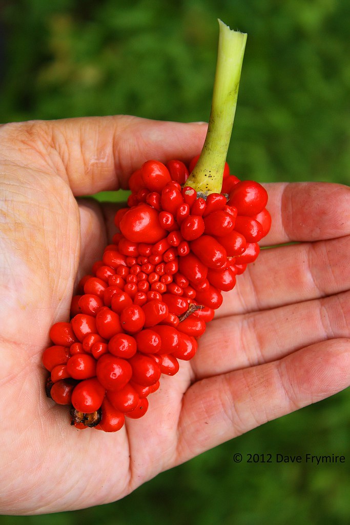 Green Dragon (fruit) Graves Co. KY Green Dragon (fruit) Dave F