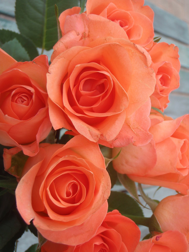 Birthday roses OLYMPUS DIGITAL CAMERA Jen Wood Flickr