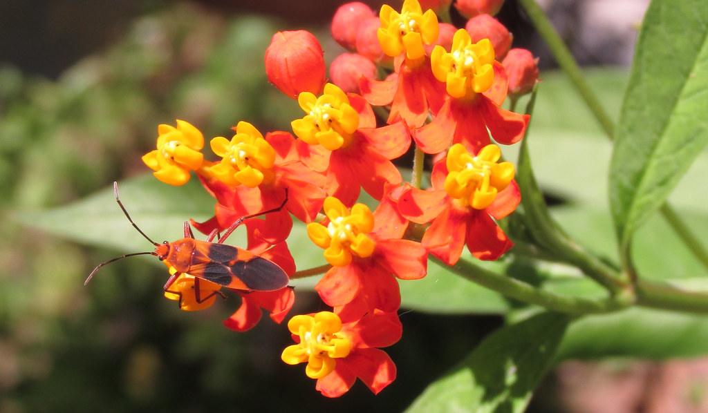 Jungle Orange Took a day hike in Machalilla National Park … Flickr