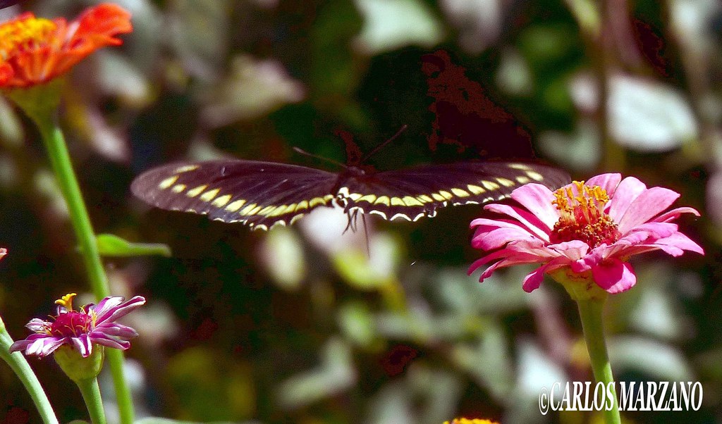 Battus polydamas. .La mariposa es negra con escaso amarill… Flickr