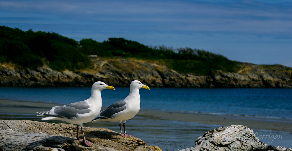 paradise Beautiful Willows Beach, Victoria, BC. Canada kath