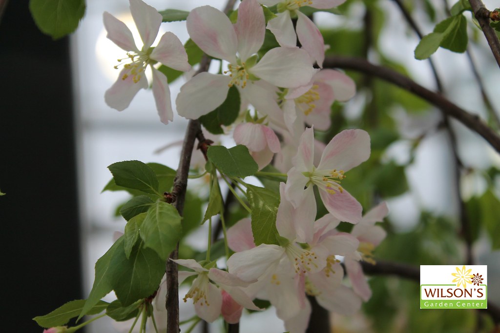 Crabapple Weeping Louisa hollyjazzz362 Flickr