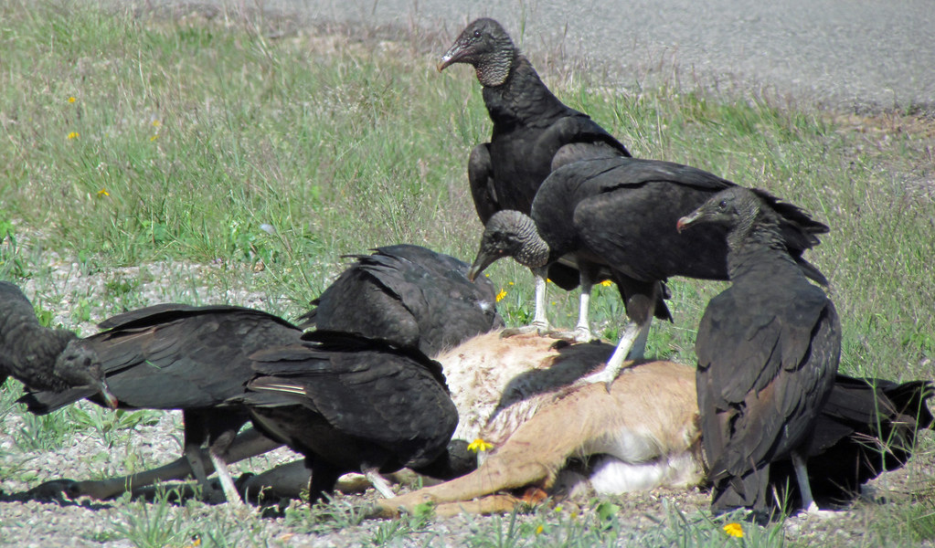 Vultures Sisterdale Road North of Boerne, Texas (TX) Flickr