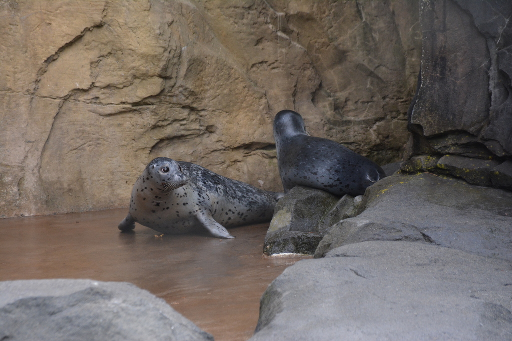Portland, OR Washington Park Oregon Zoo Pacific Shor… Flickr