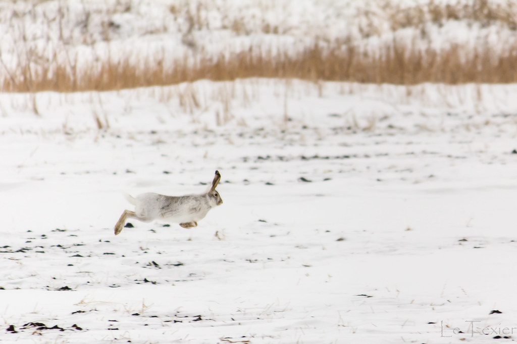 Flying Rabbit? Watching the rabbits being chased by my dog… Flickr