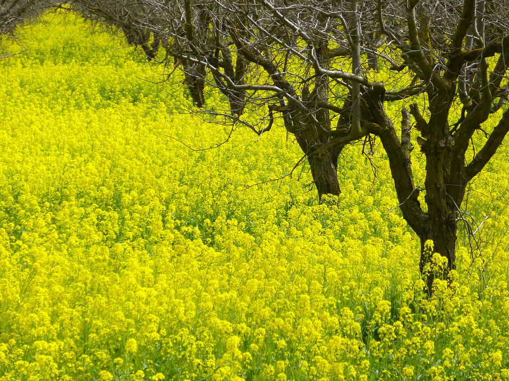 MUSTARD COVER CROP 8/113 Yellow and Green This is one of t… Flickr