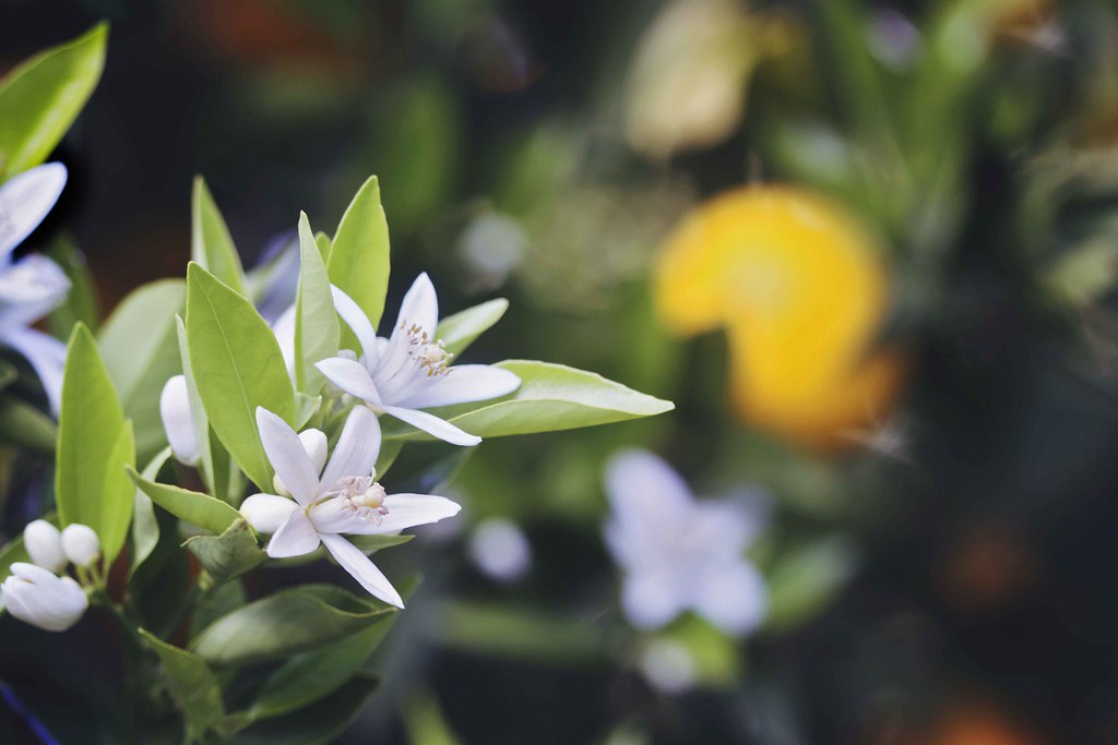 Orange Blossoms Has to be one of the top ten smells on ear… Ginny Griffin Flickr