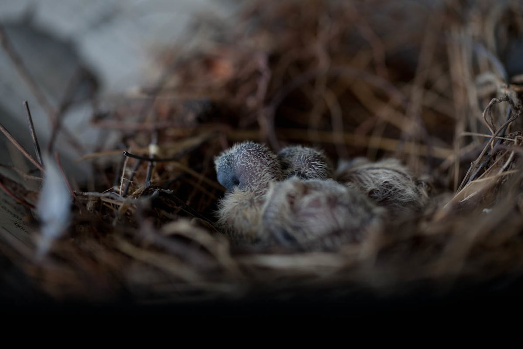 Mourning Dove Hatchlings to the neighborhood. Flickr