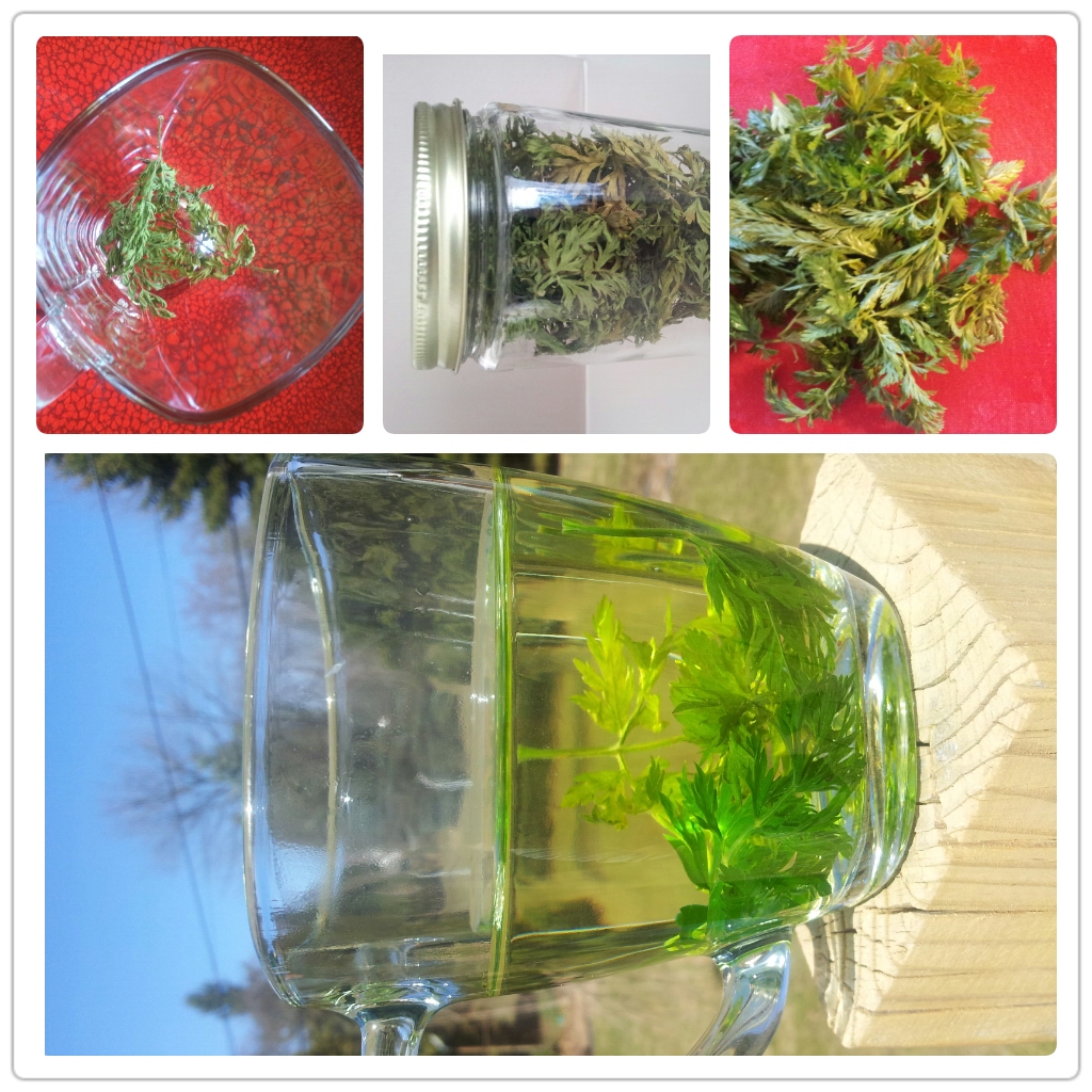 Organic carrot leaf tea Instead if composting fresh organi… Flickr