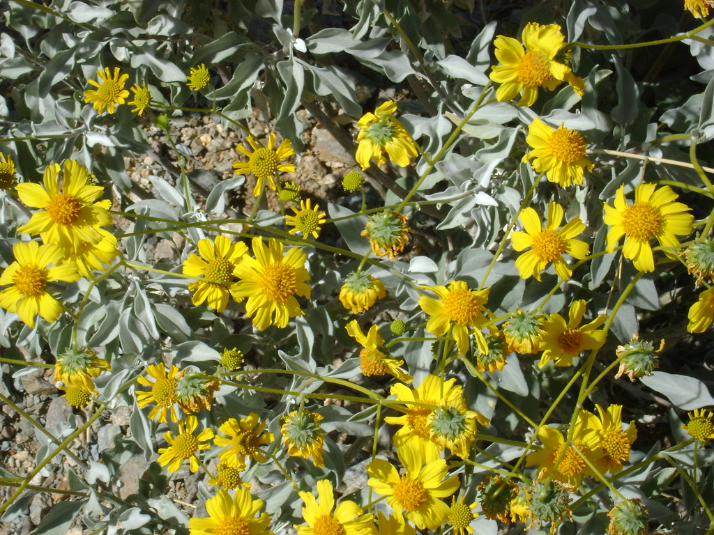 Brittlebush rockin photos by CJ Flickr