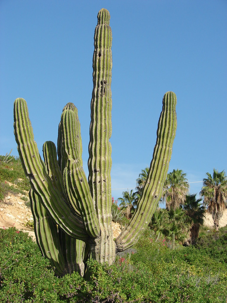 Los Cabos Cactus Wayne Dunbar Flickr