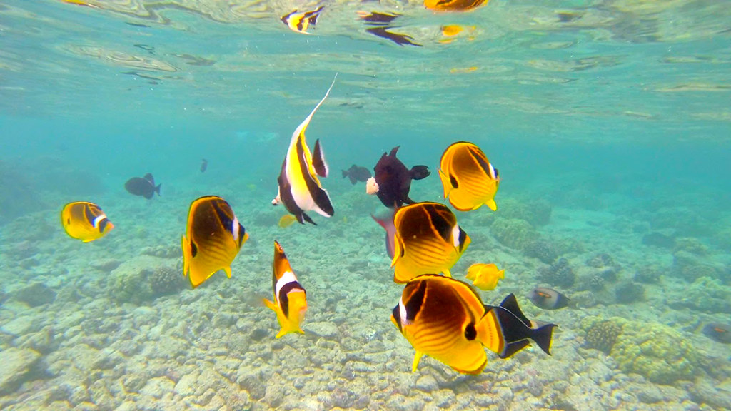Kona Coast snorkeling Snorkeling off the Kona Coast, Decem… Flickr